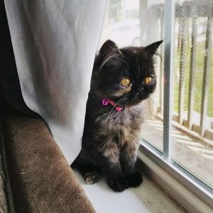 Meet your Posher, Tabitha